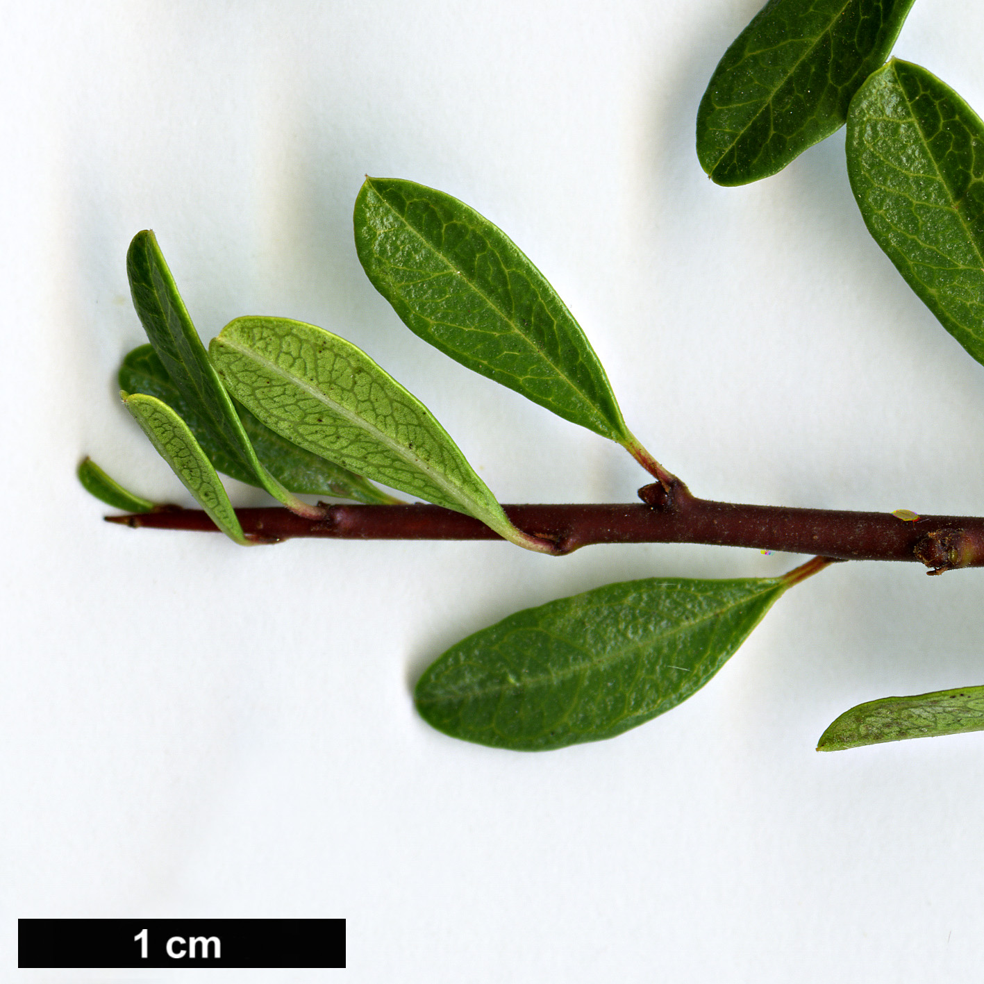 High resolution image: Family: Rhamnaceae - Genus: Rhamnus - Taxon: lycioides - SpeciesSub: subsp. graeca